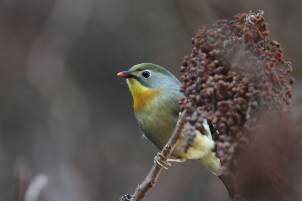 早戸川林道です　この冬は鳥が少ないとのうわさ　でもソウシチョウやガビチョウが目立ちました　困ったね